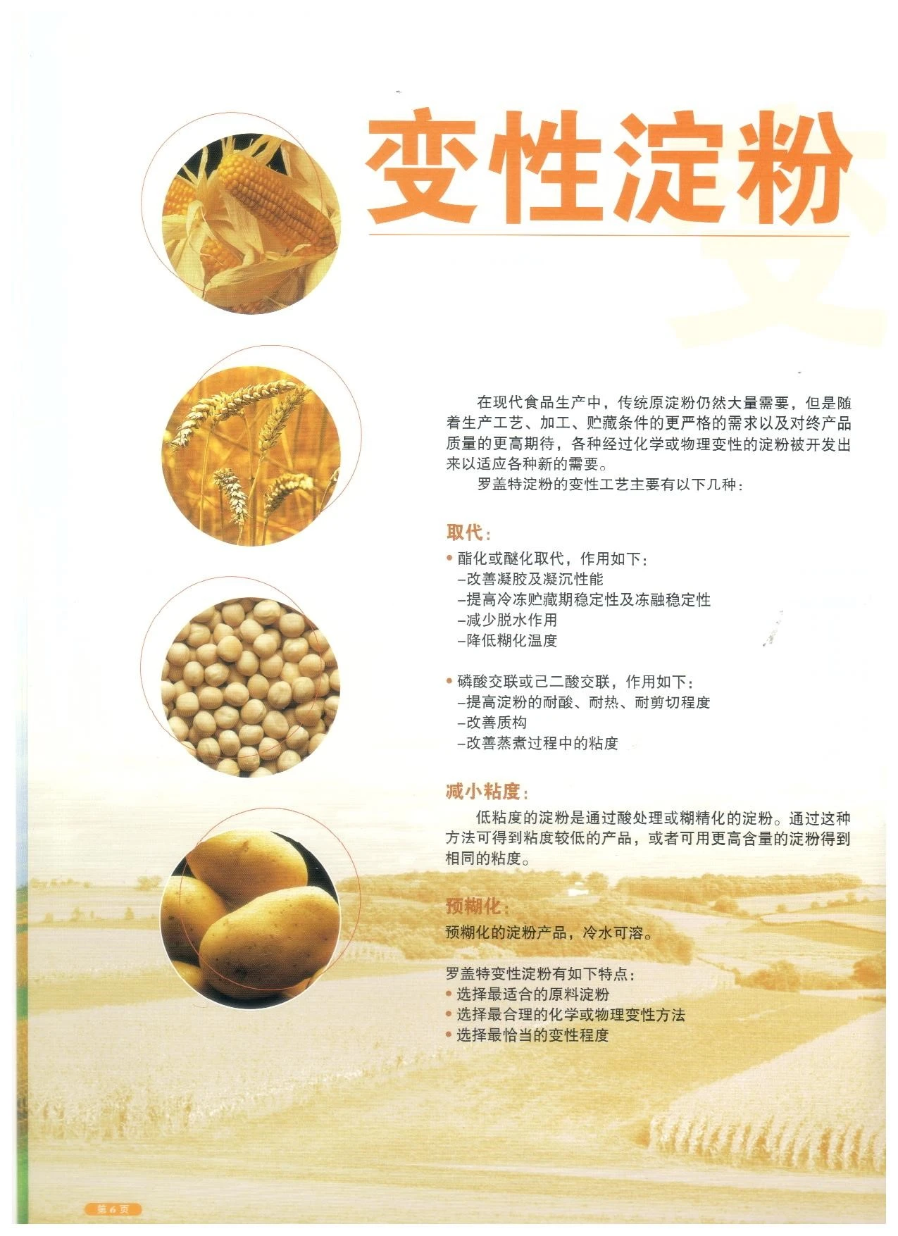 淀粉图片 006.jpg